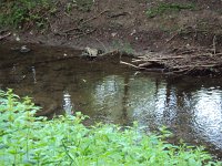 Fischsterben Wipper 1445